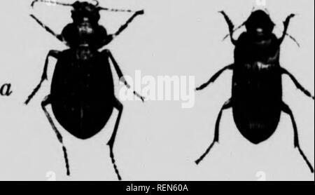 . Cutworms und ihre Kontrolle [microform]. Vers gris; Cutworms; Schädlinge; Insectes nuisibles. 12 In der adflition pmlaceouw inspt pariisitic Ami-ts die dcMruv cutworms Bome unserer einheimischen hinls sind sehr vernarrt in diese fetten, saftigen Raupen. Der Wert vieler unserer wildlebenden Vogelarten als Insekt Zerstörer sollte mehr und mehr erkannt werden und Landwirte, Gärtner, &lt;-tc., shouhl iwssibly Alle v können Sie von Geschossen werden und ihre Nester aus beraubt zu schützen. Die Wiese Lerche Blue Jay, catljird, Hou. se Wren, Robin, etc., jedes Jahr eine große Anzahl von Cutworms zerstören, hven das viel - Abu Stockfoto
