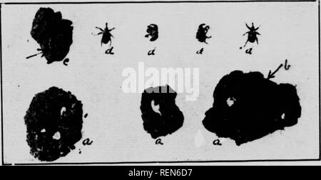 . Insekten, die Obstbäume [microform]. Obst; Schädlinge; Insectes nuisibles; Früchte. 39 Der Obstgarten selbst wird zu einer verstärkten Befall führen. Es gibt mehrere Arten von Verletzungen zum Obst gemacht. Erstens haben viele Äpfel und Birnen und einige Pfirsiche werden als Folge der frühen Fütterung Reifenpannen und Ei verformt - Festlegung der Verletzungen. Zweitens, fast alle Äpfel, Birnen, Pflaumen und die meisten jtcaclies, in der die hir %T vorzeitig Drop auftreten. Kirschen sind ein oxcejition. als tliov rcniiiin auf. a. (I. e. Kleine Klumpen Erde zeigt die puptp in thoir litt'. e ovale Kammern; b, einem dunklen tircul Stockfoto