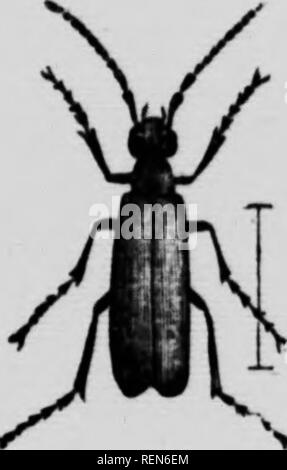 . Insekten Gemüse beeinflussen [microform]. Gemüse; Gemüse; Schädlinge; Insectes nuisibles. Schwein. 19.- (a) Bohne-Rüsselkäfer, viel vergrößert und natürliche Größe; (6) befallene Bean.. Bitte beachten Sie, dass diese Bilder sind von der gescannten Seite Bilder, die digital für die Lesbarkeit verbessert haben mögen - Färbung und Aussehen dieser Abbildungen können nicht perfekt dem Original ähneln. extrahiert. Bethune, Charles J. S. (Charles James Stewart), 1838-1932; Ontario. Abt. der Landwirtschaft. Toronto: Abt. Landwirtschaft Stockfoto