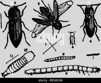 . Insekten Gemüse beeinflussen [microform]. Gemüse; Gemüse; Schädlinge; Insectes nuisibles. vhatever Pflanze angebaut werden. Die erste und zweite Kulturen in der Regel die meisten leiden, vor allem Erdbeeren und Mais; Klee ist mindestens aiTected von Ihnen und von Roggen gesät werden, dann kleine Körner von Mais oder Kartoffeln. Spät und tief gepflügt wird, brechen die Winterquartiere der Maden und Käfer und dem Frost aussetzen und auch auf die verschiedenen Tiere, die ihnen zum Opfer. Schweine und Geflügel gierig verschlingen, Krähen und andere Vögel und Stinktiere auch &Lt;lestroy große Zahlen, wenn die Stockfoto