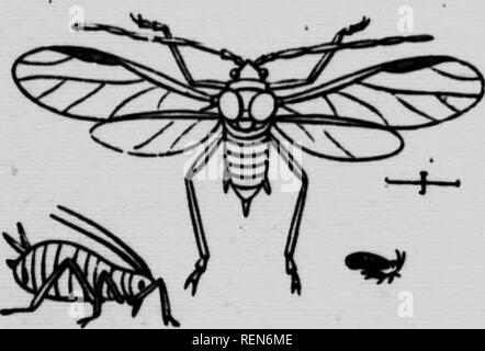 . Insekten Gemüse beeinflussen [microform]. Gemüse; Gemüse; Schädlinge; Insectes nuisibles. BULLETIN 251 JULI, 1917 Ontario Ministerium für Landwirtschaft ONTARIO LANDWIRTSCHAFTLICHE HOCHSCHULE Insekten, die Gemüse von C. J. S. Bethunh. ! Jedes Gemüse Züchter, ob in der Stadt oder auf dem Land, auf einem kleinen oder einem großen, findet von Zeit zu Zeit, dass seine Werke von einigen zerstörerischen und Insekten, die zu schweren Verletzungen ist zu seiner Ernte bedroht, angegriffen werden. Es ist wünschenswert, dass einige praktische Handbuch für die Identifikation des gewöhnlichen Schädlingen vorzusehen und die Abhilfemaßnahmen w zu beschreiben Stockfoto