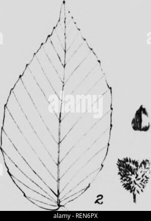 . Einheimische Bäume von Kanada [microform]. Bäume; Forêts et Forstwirtschaft; Wälder und Forstwirtschaft; Arbres. //,. Bitte beachten Sie, dass diese Bilder sind von der gescannten Seite Bilder, die digital für die Lesbarkeit verbessert haben mögen - Färbung und Aussehen dieser Abbildungen können nicht perfekt dem Original ähneln. extrahiert. Morton, B.R. (Boyd Rutherford), 1885-1957; Lewis, R. G. (Richard Garwood), 1885-1943; Kanada. Forstwirtschaft Zweig. Ottawa: Abt. für den Innenbereich Stockfoto