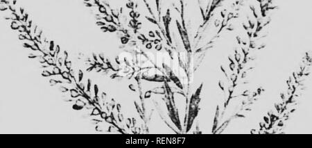 . Zwölf Unkräutern [microform]. Unkraut; Mauvaises herbes, Lutte contre les. 1^ 1^, "9^S^*&gt; • J&lt;'â''. vV-. Bitte beachten Sie, dass diese Bilder sind von der gescannten Seite Bilder, die digital für die Lesbarkeit verbessert haben mögen - Färbung und Aussehen dieser Abbildungen können nicht perfekt dem Original ähneln. extrahiert. Bedford, S. A. (Spencer Argyle), 1851-1933; Lee, C.H.(Charles H.). [Winnipeg?]: J. Böttcher Stockfoto