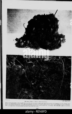 . Wunder der Insekten [microform]: Eine populäre Konto der Struktur und der Gewohnheit. Insekten; Insectes. . Bitte beachten Sie, dass diese Bilder sind von der gescannten Seite Bilder, die digital für die Lesbarkeit verbessert haben mögen - Färbung und Aussehen dieser Abbildungen können nicht perfekt dem Original ähneln. extrahiert. Schritt, Edward, 1855-1931. Toronto: W. Briggs Stockfoto