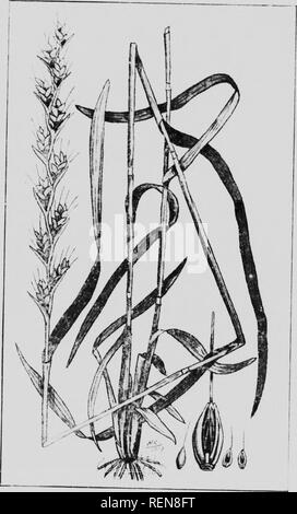 . Zwölf Unkräutern [microform]. Unkraut; Mauvaises herbes, Lutte contre les. DARMEL (I.''! iuiii!", iin.:,-ii!, inii).â¢â&lt; f;'^. Bitte beachten Sie, dass diese Bilder sind von der gescannten Seite Bilder, die digital für die Lesbarkeit verbessert haben mögen - Färbung und Aussehen dieser Abbildungen können nicht perfekt dem Original ähneln. extrahiert. Bedford, S. A. (Spencer Argyle), 1851-1933; Lee, C.H.(Charles H.). [Winnipeg?]: J. Böttcher Stockfoto