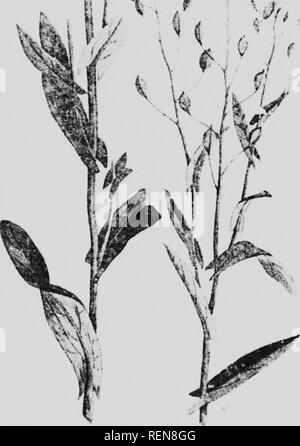. Zwölf Unkräutern [microform]. Unkraut; Mauvaises herbes, Lutte contre les. , Li ^ ' 6 r M i f Uk. Â f1 FALSCHE FLACHS (t iiii:, i: iia s, ili:, i). Bitte beachten Sie, dass diese Bilder sind von der gescannten Seite Bilder, die digital für die Lesbarkeit verbessert haben mögen - Färbung und Aussehen dieser Abbildungen können nicht perfekt dem Original ähneln. extrahiert. Bedford, S. A. (Spencer Argyle), 1851-1933; Lee, C.H.(Charles H.). [Winnipeg?]: J. Böttcher Stockfoto