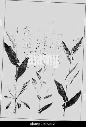 . Zwölf Unkräutern [microform]. Unkraut; Mauvaises herbes, Lutte contre les. BALL SENF. Bitte beachten Sie, dass diese Bilder sind von der gescannten Seite Bilder, die digital für die Lesbarkeit verbessert haben mögen - Färbung und Aussehen dieser Abbildungen können nicht perfekt dem Original ähneln. extrahiert. Bedford, S. A. (Spencer Argyle), 1851-1933; Lee, C.H.(Charles H.). [Winnipeg?]: J. Böttcher Stockfoto