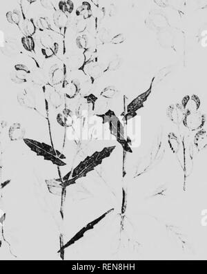 . Zwölf Unkräutern [microform]. Unkraut; Mauvaises herbes, Lutte contre les. Â â^^^-. STINKWEED oder FIELD PENNYCRESS V.J^ Â" 4!: - JC -' - irvL*. Bitte beachten Sie, dass diese Bilder sind von der gescannten Seite Bilder, die digital für die Lesbarkeit verbessert haben mögen - Färbung und Aussehen dieser Abbildungen können nicht perfekt dem Original ähneln. extrahiert. Bedford, S. A. (Spencer Argyle), 1851-1933; Lee, C.H.(Charles H.). [Winnipeg?]: J. Böttcher Stockfoto