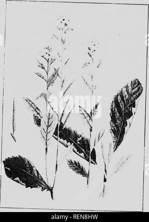 . Zwölf Unkräutern [microform]. Unkraut; Mauvaises herbes, Lutte contre les. f^wilde Senf (/'' riissui Zinn i-iisis.) r."^^. Bitte beachten Sie, dass diese Bilder sind von der gescannten Seite Bilder, die digital für die Lesbarkeit verbessert haben mögen - Färbung und Aussehen dieser Abbildungen können nicht perfekt dem Original ähneln. extrahiert. Bedford, S. A. (Spencer Argyle), 1851-1933; Lee, C.H.(Charles H.). [Winnipeg?]: J. Böttcher Stockfoto