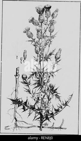. Zwölf Unkräutern [microform]. Unkraut; Mauvaises herbes, Lutte contre les. w". (CANADA THISTLE ich f nsi II ,11 n, â (â¢â. Bitte beachten Sie, dass diese Bilder sind von der gescannten Seite Bilder, die digital für die Lesbarkeit verbessert haben mögen - Färbung und Aussehen dieser Abbildungen können nicht perfekt dem Original ähneln. extrahiert. Bedford, S. A. (Spencer Argyle), 1851-1933; Lee, C.H.(Charles H.). [Winnipeg?]: J. Böttcher Stockfoto