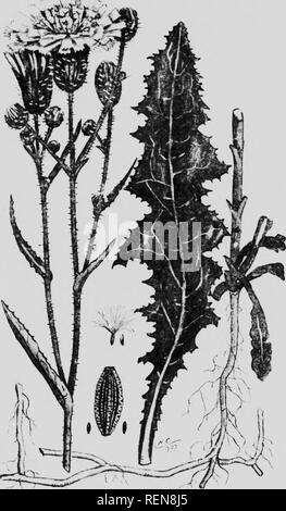 . Zwölf Unkräutern [microform]. Unkraut; Mauvaises herbes, Lutte contre les. ; S::". Mehrjährig SOT THISTLE (S'liii liHS ,111 riisis. ) W. Bitte beachten Sie, dass diese Bilder sind von der gescannten Seite Bilder, die digital für die Lesbarkeit verbessert haben mögen - Färbung und Aussehen dieser Abbildungen können nicht perfekt dem Original ähneln. extrahiert. Bedford, S. A. (Spencer Argyle), 1851-1933; Lee, C.H.(Charles H.). [Winnipeg?]: J. Böttcher Stockfoto