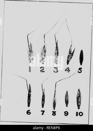. Zwölf Unkräutern [microform]. Unkraut; Mauvaises herbes, Lutte contre les.l (t. Mamimka. Ich, Ich, Ich" III i; Ai. ('Oi. Ich. Ich... ! TIh' - IMili I-III. Lis1, |, |,. Ich,   &Lt;); iiiv lâc, ii iii "^ ri-(â¢â¢ iiiiiiiMii. Ich'^du vlliI,: In, l v, ||,.^v WiM;:', â'â'" - "â'^V':"''-'^!" II "Li-;^v, â. n.. Â ¢ â,, -, âââ.,,,, bin Li-l-JV.,..,..,^ âtulnâ âââââ âii, |,,|,,.,, Ââ. ^.^,,.. I. in der cli.-.r, i-l^l'-'l: i II, - | -'. (Nl. v Sie lii 'i-IkiI bin cI WILD OAT SEEDS; â¢ â¢'-'â â¢'"--'^ WiM () M, v,. rv iKiii-v.-ui, l, Ri.. l-'I I'l'Illlr,.,! ,| 1|, || l '';;;;;;;;''=''''^&quo Stockfoto