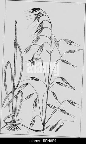 . Zwölf Unkräutern [microform]. Unkraut; Mauvaises herbes, Lutte contre les. Â ¬ J â Ich. Â". WILD OATS. Bitte beachten Sie, dass diese Bilder sind von der gescannten Seite Bilder, die digital für die Lesbarkeit verbessert haben mögen - Färbung und Aussehen dieser Abbildungen können nicht perfekt dem Original ähneln. extrahiert. Bedford, S. A. (Spencer Argyle), 1851-1933; Lee, C.H.(Charles H.). [Winnipeg?]: J. Böttcher Stockfoto