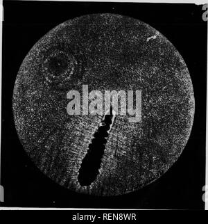 . Der Fundus oculi der Vögel, vor allem durch die ophthalmoskop [microform] gesehen: eine Studie, die in der vergleichenden Anatomie und Physiologie. Ophthalmoskopie; Auge; Ophtalmoscopie; Oiseaux; Oeil; Vögel. CARINATiE. Ardeiformes Pi-ATK XXni I "lnjadl, faliincUun. Bitte beachten Sie, dass diese Bilder sind von der gescannten Seite Bilder, die digital für die Lesbarkeit verbessert haben mögen - Färbung und Aussehen dieser Abbildungen können nicht perfekt dem Original ähneln. extrahiert. Holz, Casey A. (Casey Albert), 1856-1942. Chicago: Lakeside drücken Sie Stockfoto