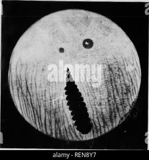 . Der Fundus oculi der Vögel, vor allem durch die ophthalmoskop [microform] gesehen: eine Studie, die in der vergleichenden Anatomie und Physiologie. Ophthalmoskopie; Auge; Ophtalmoscopie; Oiseaux; Oeil; Vögel. CARINATiG. Gruiformes I'l. MI l' (iriiiiiiii rrixliilii. Bitte beachten Sie, dass diese Bilder sind von der gescannten Seite Bilder, die digital für die Lesbarkeit verbessert haben mögen - Färbung und Aussehen dieser Abbildungen können nicht perfekt dem Original ähneln. extrahiert. Holz, Casey A. (Casey Albert), 1856-1942. Chicago: Lakeside drücken Sie Stockfoto