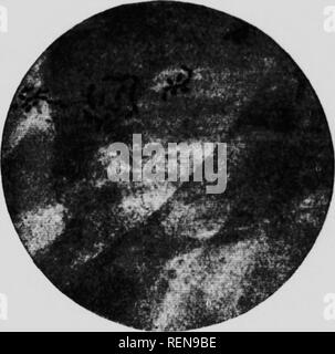 . Studien in der Pferdezucht [microform]: Eine illustrierte Abhandlung über die Wissenschaft und Praxis der Pferdezucht. Chevaux; Pferde; Pferde; Chevaux. Il^^ lliiK I.N III BIS ICH 17" Sollte. l bis - iiial l.co.Tiu-n.tVcti-. l. Pi:,,-.- ihm jâ tl,,- |, a, i.U ct eine Vftermarian wie. arl a&gt; i-. ss l. lr. TIutc ist ICH,,,. , Âu - satistactorv tn-atmem. ami Es ciwi. t.i, t .. Tl... sviniunms aic ICH.ni.Ncs. fn. iii su. il. n i-Imt. und tlu - lani. Iu-.&gt; uilj Pa&gt; s fr.,,,,,.,. . Xtr. - eine Mitv. ithiT ml&lt;, n, t, a|. i.l s, u -.-. sMi, n u, ^U ilaily. x, i, l,,, h,. Fräsen - aluays imnuin, 328. Leucorrh Stockfoto