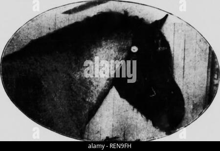 . Studien in der Pferdezucht [microform]: Eine illustrierte Abhandlung über die Wissenschaft und Praxis der Pferdezucht. Chevaux; Pferde; Pferde; Chevaux. TMK. HRPvoroov oder Tim; ââr, p coâuââÂ" âââ, ââââ, I., h, l?;;;;;;;;;;;;;;;; ir, "wM::;;;;;;;;;;;;;;;;;;;;;;;;: ^ - ich;"; â¢â"â¢ â"'xt oder ââr, | âll. la/v, âi â,. L I"&lt;"U"".-..,,.,., v^, -, -,,- n. &Lt;i,., n, -, -, -, -, âââ; â¢"]" Â"'. trre,.,^;!.",,,;,;;;;;;;;;;';:" •^- angezeigt. bv das bnVht -. t^^", Haar und "^^nd' l'n'rheTup:!^ r. tI:!^n^rh "ICH"* -^er beste Ergebnisse peraments. Die tita ist ne? ded zu füttern Ich ^""&quo Stockfoto