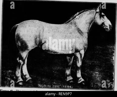 . Studien in der Pferdezucht [microform]: Eine illustrierte Abhandlung über die Wissenschaft und Praxis der Pferdezucht. Chevaux; Pferde; Pferde; Chevaux. TIIK SKI. F. CTIO. V OP EINE STAM. ION da jeder verleiht ungefähr gleichmäßig''"""^ prcatest Alle. Die Shire Hengst iJ,?.,^ nMf", "'* männlich von Ihnen m eine niedrige deg ee H sâ Alle hw^, 7"''-'-^ masculinuv uut Bezirk am^ pearai;^L^H^""'/r¢' "^" und "^^!-'^â¢â¢".&gt; ut Gemeinde aussehen o {7, ^-^^ ZS: S^J^ hrJ ^d. Â ¢' Klf Der tlu - vordermittelfuß und t!,. muskulös (leveloomenT in ",'""'*""""°'' Stockfoto
