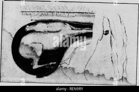 . Studien in der Pferdezucht [microform]: Eine illustrierte Abhandlung über die Wissenschaft und Praxis der Pferdezucht. Chevaux; Pferde; Pferde; Chevaux. (F, STUDIKS ich PFERDEZUCHT Ttf. lT Â°" 'y'^P' - fsent. Wenn der andere wandte sich wieder zu anderen Zeiten beide Vorderpfoten wird nresenteH hâf^i, u a} habe ich alle vier Füße auf einmal präsentiert, Beihilfen noch Z foa W^J namn genannt sollte als etrly als possiWe werden. Dclavsin Ja, äh; il tit? ", Ife'L-; ', ', ^ """â""Â" •"""&gt; â¢â¢" = "-" Â"¢". nH^ I.''' â"^^'''^'Â¢â¢ Eine nicht hätte werden können. Eine s Stockfoto