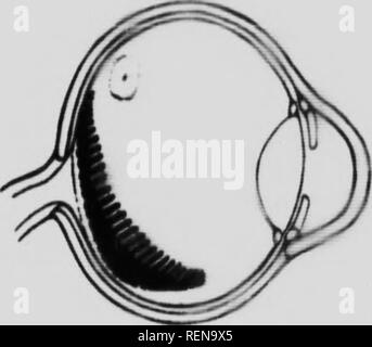 . Der Fundus oculi der Vögel, vor allem durch die ophthalmoskop [microform] gesehen: eine Studie, die in der vergleichenden Anatomie und Physiologie. Ophthalmoskopie; Auge; Ophtalmoscopie; Oiseaux; Oeil; Vögel. V "H. (Ml. Amunii PmtuI (CArywrfu omajoniVa).. Viii.e". Bitte beachten Sie, dass diese Bilder sind von der gescannten Seite Bilder, die digital für die Lesbarkeit verbessert haben mögen - Färbung und Aussehen dieser Abbildungen können nicht perfekt dem Original ähneln. extrahiert. Holz, Casey A. (Casey Albert), 1856-1942. Chicago: Lakeside drücken Sie Stockfoto