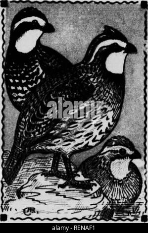 . Vogel [microform]. Wasservögel; Vögel; Gibier d'eau; Oiseaux. 188 GROUSE, REBHÜHNER, etc. - um Galllnae. Familie Tetraonidc BOB-WHITfe; WACHTEL; VIRGINIA REBHUHN. 289. Cnlinus virghiiitiim. 10 In. Männliche mit weissen Kehle, mit Schwarz: Fe-male mit einer gelblich-braune Kehle, und Zeile oben Auge begrenzt. Eines der Beliebtesten "Spiel Vögel," so Pop-ular, dass es in Neu-england ausgerottet ist, und Vögel aus dem Westen importiert sind nicht in der Lage, das Verlorene wieder zu fassen. In den Stoppeln und geringe Bürste, wo sie sich verstecken, bis fast trat, gefunden. Sie ernähren sich von Insekten und Körner. Hinweis* Stockfoto