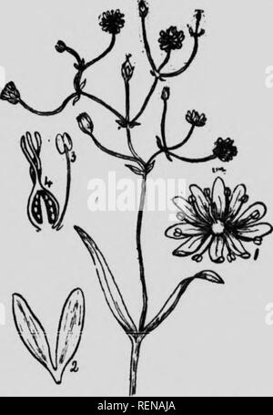 . Blumen auf dem Feld und Wald [microform]. Fleurs sauvages; Botanik; Botanique; wilde Blumen. t'OMMUX WUOD - SOUHFL. Der gemeinsamen Holz - sauerampfer, Oxalis acetos -" ein, sich Falten wie ein Regenschirm bei Sonnenuntergang (Abb. IJX., 1 und 2) und durch eine Re-duktion in Oberfläche - Exposition verhindern ein zu großer Verlust der Wärme durch Strahlung. Von Knva Scotia zum See des Holz und auf den Saskatchewan, diese zarte Pflanze ia in die Tiefen der kühlen Wald gefunden. Die schleichende u-Stamm schickt bis ft Anzahl der Klee-wie Blätter, die Herzförmigen Packungsbeilage beirbjf 30 ineals aud fünf tlie jtetak; letztere sind über h Stockfoto