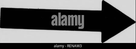 . Ein beliebtes Handbuch der Vögel von Kanada und den Vereinigten Staaten [microform]. Oiseaux; Vögel. . Bitte beachten Sie, dass diese Bilder sind von der gescannten Seite Bilder, die digital für die Lesbarkeit verbessert haben mögen - Färbung und Aussehen dieser Abbildungen können nicht perfekt dem Original ähneln. extrahiert. Nuttall, Thomas, 1786-1859; Chamberlain, Montague, 1844-1924. Toronto: Musson Stockfoto