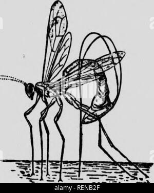 . Klasse Buch der wirtschaftlichen Entomologie [microform]: mit besonderem Bezug auf die wirtschaftliche Insekten der Norden der USA und in Kanada. Schädlinge; Entomologie; Entomologie; Insectes nuisibles, Lutte contre les; Schädlinge; Insectes nuisibles. 42 ökonomische Entomologie Tragus, die Parasitizes die chrysalids von Pa^i/Jo; und Ophion, - ein. Form mit Druckluft Karosserie, die auf dem Polyphemus moth und gelb-necked Caterpillar leben. Die Braconids (Braconida) sind kleiner und sind auch parasitäre. Die häufigsten Gattungen sind Microgaster, deren Kokons oft auf dem Rücken der Sphinx und cabba gefunden werden Stockfoto