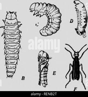 . Klasse Buch der wirtschaftlichen Entomologie [microform]: mit besonderem Bezug auf die wirtschaftliche Insekten der Norden der USA und in Kanada. Schädlinge; Entomologie; Entomologie; Insectes nuisibles, Lutte contre les; Schädlinge; Insectes nuisibles. Der Larvalen Organe sind in die phantasiewelt oder Erwachsener Gewebe rekonstruiert. Ihe imagmal Organe ergeben sich aus der embryonalen Gewebe (die imaginale Knospen), die zum größten Teil schlafend practicaUy im Larvenstadium bleiben - Im pupal Stadium der rein larvalen Organe verschwinden und die imaginale Organe weiterhin ihre Entwicklung. Histolysis ist die Bezeichnung für Ex- Stockfoto