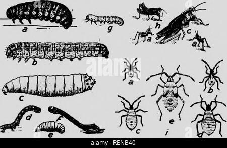 . Klasse Buch der wirtschaftlichen Entomologie [microform]: mit besonderem Bezug auf die wirtschaftliche Insekten der Norden der USA und in Kanada. Schädlinge; Entomologie; Entomologie; Insectes nuisibles, Lutte contre les; Schädlinge; Insectes nuisibles. 34 ökonomische Entomologie Die kreuzförmige Typ herrscht unter den holometabola. Der Körper ist zylindrisch, und die Beine, Antenne und cerci sind deutlich reduziert. Vielen Übergangsformen, jedoch auftreten, und es wird vermutet, dass die eruciform Typ aus dem thysinuriform entwickelt wurde. Ecdysis oder Moulling. AU Larven werfen ihre äußere Haut (cuticula), inte Stockfoto