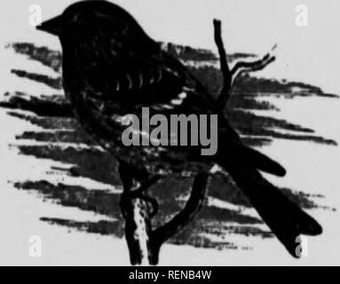 . Ein beliebtes Handbuch der Vögel von Kanada und den Vereinigten Staaten [microform]. Oiseaux; Vögel. REDPOLL. "M" R REDPOLL. RKDPOLL UNNET. ACANTHB UNAJUA.t" - - •; o. 6 j X 0,5A ^^"*"*"Â" Â" Â" Â"¢' "Lue,. Finden". d-wl.h", Ldi.h ArÂ", c Kreis zu den Grenzen oTt "hT"''""" J'" "'* "^Â" er ganze.- hatka und Grönland wie ich ",h^'" - ^ "" "^"^' '^' "- Amving in roving Herde, fmâ¢,^"''°^^ "P""""^ Europa. * Ey sind bei 'M^U^^ ZstnT '"' r^''''°' Kanada. Mit dem Fall von Vork thriim deen Stockfoto