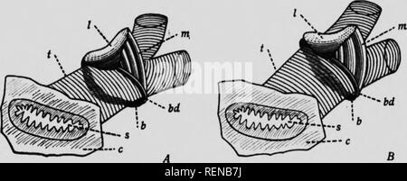 . Klasse Buch der wirtschaftlichen Entomologie [microform]: mit besonderem Bezug auf die wirtschaftliche Insekten der Norden der USA und in Kanada. Schädlinge; Entomologie; Entomologie; Insectes nuisibles, Lutte contre les; Schädlinge; Insectes nuisibles. 24 ökonomische Entomologie sind auch Ventile zwischen den Kammern, so dass bei der letzten Con-Trakt das Blut uns gezwungen wird. Das Blut auf Verlassen des ventri - Cles geht in die Aorta Teil der dorsalen Rohr, auf den Kopf und von dort fließt in die Körperhöhle Baden alle Organe. Das Blut ist meist farblos und besteht aus zwei Teil Stockfoto