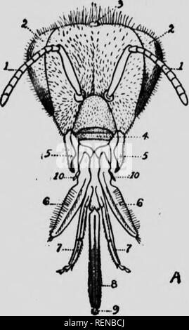 . Klasse Buch der wirtschaftlichen Entomologie [microform]: mit besonderem Bezug auf die wirtschaftliche Insekten der Norden der USA und in Kanada. Schädlinge; Entomologie; Entomologie; Insectes nuisibles, Lutte contre les; Schädlinge; Insectes nuisibles. ECON '''TC ENTOMOLOGIE. Bitte beachten Sie, dass diese Bilder sind von der gescannten Seite Bilder, die digital für die Lesbarkeit verbessert haben mögen - Färbung und Aussehen dieser Abbildungen können nicht perfekt dem Original ähneln. extrahiert. Lochhead, William, 1864-1927. Philadelphia: s. Blakiston's Sohn Stockfoto