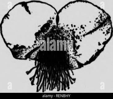 . Ausgewählte Western Flora [microform]: Manitoba, Saskatchewan, Alberta. Botanik; Botanique; Botanik; Botanique; Botanik; Botanique. Ausgewählte WESTERN FLORA Manitoba, Saskatchewan und Alberta Abteilung I. PTERIDdPHYTA. (Vaskuläre Cryptoorams.) I. POLYPODlACEiE (Febn FAuitr) oovcrod byasoale oalledan indusium; Sohn arranftpd in Linien oder olustere auf Tho zurück oder Marge der Wedel Division. 1. ASPfDIDM. Holz Fern. Wedel gefiedert; Obst Punkte rund, Homo auf der Rückseite des fruchtbaren Wedel, die kaum von der sterilen unterscheiden; Stengel nicht gelenkig verbunden. 1 - A. cristttnm, (L.) Sw. Wedel - lanoi oUong olatf zu, die Stockfoto