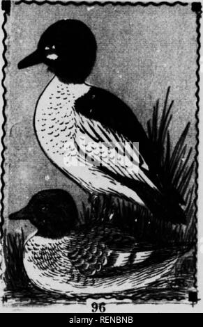 . Vogel [microform]. Wasservögel; Vögel; Gibier d'eau; Oiseaux. AMERICAN GOLDEN EYE. 151. CUiiiiiiilu awnh - iiiKi. 20 in. Kopf geschwollene, oder leicht Crested. Männliche mit grünlichen Herz und ein Runder weißer Fleck zwischen Bill und Auge. Weibchen mit einem braunen Kopf und weißen Speculum. Diese Sorte ist viel besser unter dem Namen "Whistler", einen Namen, weil der whist - Ling Sound durch ihre schnell surren Flügel produziert, wenn im Flug gegeben; es ist ein Klang, klar und durchdringend, oft vor einer Herde gehört, ist nicht in Sicht. Ihr Flug ist schnell und wird in der Regel eine ziemlich elevatio durchgeführt Stockfoto