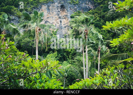 Die Natur von Thailand: Palmen im Wind und Rosa plumeria mit massiven Fels und Dschungel im Hintergrund in Ao Nang, Krabi schwanken. Stockfoto