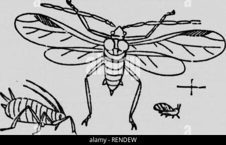 . Feinde der Landwirte und deren Behebung [microform]. Schädlinge; landwirtschaftliche Schädlinge; landwirtschaftliche Schädlinge; Animaux et Plantes nuisibles, Lutte contre les ennemis des; Kulturen; Ennemis des Kulturen, Lutte contre les. 4 "Fl/.fr Bin. !^"^^^^^^^ in natürlicher Größe und enlarRed. die Aufmerksamkeit auf sich gezogen, die tflt^'*'''''°^°^^° " *'"'^O'." ";^das Werk tr^ eZV' t:: rZ 'lT'^^^^^^^^^^^^ Weil es überwindet der vornehmsten difflonm ^^w^. "* * '"'^" vorteilhaft, das Scheitern der ikkIs ThTch fon de^^^^^^^^^^^^^^w^'"^** •'"''""" •^P '^'^'^^^" die Tipps Ursachen die Blumen sei J5 Stockfoto