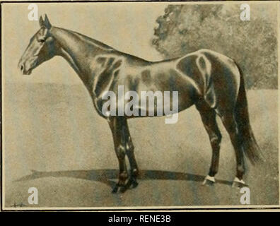 . Die treibende Vereine der Großraum Boston. Pferde; Horse Racing -- Massachusetts Boston. 36 Die treibenden Vereine der Großraum Boston deu Susie K. und H. J. Russell's Bild hat. Beste Zeit, 36 Jahre. Klasse C Tempo wurde von John Marston, William L. gewonnen und besiegte C.H.Belledeu's Dart. Beste Zeit, 32 i-2 s. Klasse D Tempo ging zu H. A. Stonely ist Tom Arnold, schlagen H. J. Russell des Privaten, und J. W. Linnehan von Rex. Beste Zeit, 32 I-2S. Ein Bankett war nach dem Rennen, am Adler Hotel, zu Ehren der Besuch Pferd - Männer aus Boston, wenn Herr Shepard wurde vom Gouverneur als die beste bekannte Gen troduced gehalten Stockfoto