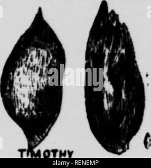 . Gemeinsame Unkraut von Kanada [microform]: ein Pocket Guide. Unkraut; Mauvaises herbes, Lutte contre les; Unkraut; Mauvaises herbes. Kanada TMISTLt; PC-PCMW^ pSow-'Misr LE PCPPtRCRASS GREtN TOXTAIL. [HOTHV pttltum vmUnm' ich rAi. si riAx (Ca-m" liiu ich * Xu"). Bitte beachten Sie, dass diese Bilder sind von der gescannten Seite Bilder, die digital für die Lesbarkeit verbessert haben mögen - Färbung und Aussehen dieser Abbildungen können nicht perfekt dem Original ähneln. extrahiert. Hamilton, D. Wiley (David Wiley), 1878-1935. Toronto: Macmillan Stockfoto