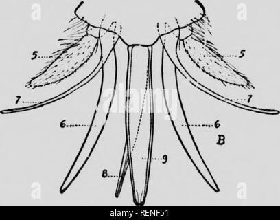 . Insectes nuisibles aux Animaux de la Ferme [microforme]: Zahn, Zerstörung, désinfection. Bétail; Schädlinge; Nutztiere; Insectes nuisibles. Spaß,,.h,.. heviii. oir ein." Ulte sur la rouvertiire A-IYt,. Grossi,.; 1-antonnc; 2-aii;;;;;;;; 5-lèvro supé - 1 "Mr.; 4-api-rt-il Wenn^ rheur,.." - piilp,. maxillaire Knecht ein Tenir les Nahrungsmittel. H-l'i,.cs.le la iK 'iielie éeart (5es et vues s. nis un-fi.rt urossisscmenl; Ti-numilihules; 7-m. âehoires; S-linx) Rachen ou Sorte. le laiiRue;" - lèvre Intérieure. Ces lames réu - nies Servent: pureer La peau. Ich. Daprès Hermsj. ir-i'H f f. Bitte beachten Sie t Stockfoto