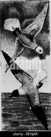 . Die kanadische Vogel Buch [microform]: Zur Veranschaulichung in natürlichen Farben mehr als sieben Hundert nordamerikanische Vögel: auch mehrere hundert Fotos von ihrem Nest und Eier. Oiseaux; Vögel. LONO-WIXCIED SVIMM F. RS 160.11 LiTTLB Gill. Larui minuiui. Thl 8 Möwe ich 8 Die smalleHt der Familie: Es U ein Kuropean Vogel, hat versehentlich zu unseren Ufern abgekommen, aber ein paar Mal. Ihr Gefieder ist sim-ilar der Bonaparte Oull aber die Rechnung ist rot. Er brütet in den Sümpfen rund um die Ostsee, die uns Nest der tote Vegetation auf die höchsten Teile des Sumpfes. Sie legen drei Eier einer grünlich Stockfoto