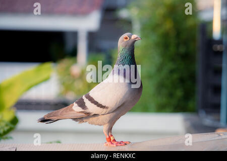 Seitenansicht der volle Körper der männlichen Speed Racing Pigeon stehend auf Home loft Stockfoto