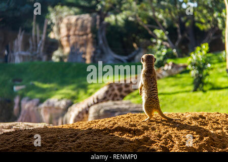 Ein Erdmännchen, suricata suricatta, stehend auf dem Boden in der Hintergrundbeleuchtung. Es gibt eine Giraffe im Hintergrund Stockfoto