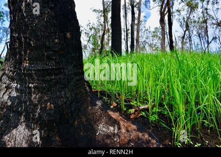 Brand- und Regrowth in Mia Mia State Forest nach dem November 2018 Brände, Queensland, Australien Stockfoto