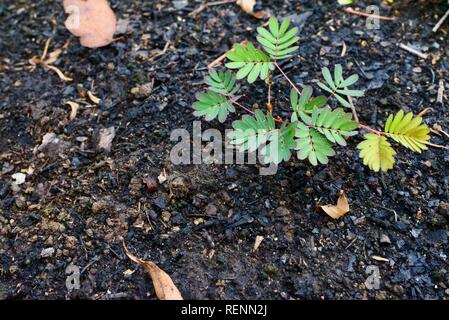 Sensible Pflanze verschlafene Anlage Aktion anlage Dormilones Rühr-mich-nicht shameplant zombie Anlage oder schüchtern, Mimosa pudica, Mia Mia State Forest, Q Stockfoto