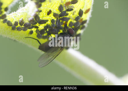 Fliegen melken Blattläuse auf ein Blatt. Insekten in der Natur Stockfoto