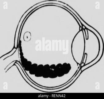 . Der Fundus oculi der Vögel, vor allem durch die ophthalmoskop [microform] gesehen: eine Studie, die in der vergleichenden Anatomie und Physiologie. Ophthalmoskopie; Auge; Ophtalmoscopie; Oiseaux; Oeil; Vögel. Schwein. il. Kormoran (Phalaeroeorax eatho).. Bitte beachten Sie, dass diese Bilder sind von der gescannten Seite Bilder, die digital für die Lesbarkeit verbessert haben mögen - Färbung und Aussehen dieser Abbildungen können nicht perfekt dem Original ähneln. extrahiert. Holz, Casey A. (Casey Albert), 1856-1942. Chicago: Lakeside drücken Sie Stockfoto