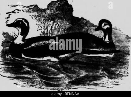 . Ein beliebtes Handbuch der Vögel von Kanada und den Vereinigten Staaten [microform]. Oiseaux; Vögel. Alten SQUAW. WNO-TAILED ENTE snâ Â "^t-LANGULA HYEMALIS. Meine weissen hm","""Â" Â"'' "ings schwarzen Uhr. * '^'"'''"'°""&gt; = RrÂ "v".,. Th'/weiblich."^^? J/"¢"' 3 - "Ch.,;^W^tll Meisterstück"''^"/"' * 'II' Reif hinter der E ""l^'"'""' Â" â"PPer parti Dirk k" '*'° 9 mit Ln. """°"''* *Â"Â"-"".. - Drm; • l'7"':, &lt;=- - e coffl^ Nur zugehörige w, h i/p/^"''""" Stockfoto