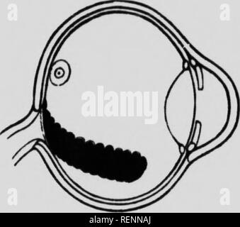 . Der Fundus oculi der Vögel, vor allem durch die ophthalmoskop [microform] gesehen: eine Studie, die in der vergleichenden Anatomie und Physiologie. Ophthalmoskopie; Auge; Ophtalmoscopie; Oiseaux; Oeil; Vögel. Abb. SO, Hering (jull (Lariu argentaliu).. Bitte beachten Sie, dass diese Bilder sind von der gescannten Seite Bilder, die digital für die Lesbarkeit verbessert haben mögen - Färbung und Aussehen dieser Abbildungen können nicht perfekt dem Original ähneln. extrahiert. Holz, Casey A. (Casey Albert), 1856-1942. Chicago: Lakeside drücken Sie Stockfoto