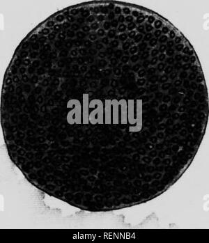 . Studien in der Pferdezucht [microform]: Eine illustrierte Abhandlung über die Wissenschaft und Praxis der Pferdezucht. Chevaux; Pferde; Pferde; Chevaux. STIDIKS l.V IIORSK BRKKm. VC. Abbildung 7.-Se Abbildung Sperma ^^o" -::,:;:^;-r | l^^: -;!." - Er s." en von Al, sta "IO". Diese tozoa vorhanden sind. '^ Mallion, in denen kein f: yr^^^. Bitte beachten Sie, dass diese Bilder sind von der gescannten Seite Bilder, die digital für die Lesbarkeit verbessert haben mögen - Färbung und Aussehen dieser Abbildungen können nicht perfekt dem Original ähneln. extrahiert. Carlson, George Lloyd, 1854 -. [Winnipeg? : N. n. ] Stockfoto